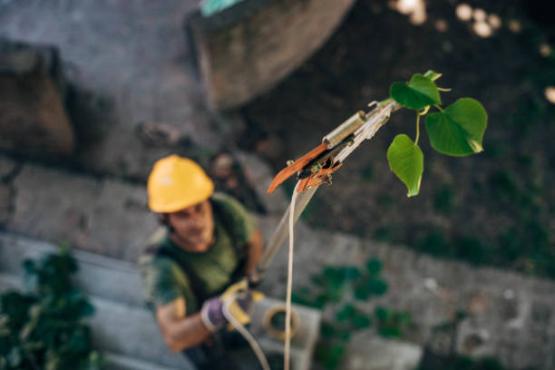 Best Residential Tree Removal  in North Crossett, AR